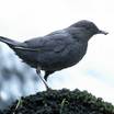 Dippers